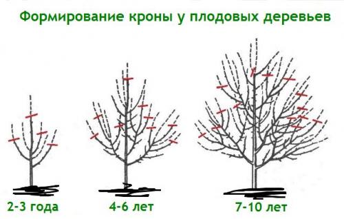 Как утеплить грушу на зиму.