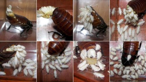 Как предотвратить размножение тараканов. Особенности размножения тараканов