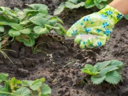 Уход за клубникой осенью и подготовка к зиме. Уход за клубникой осенью — залог богатого урожая 09 Уход за клубникой осенью и подготовка к зиме. Уход за клубникой осенью — залог богатого урожая 09