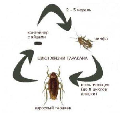 Сколько живут тараканы рыжие и черные в квартире. Цикл жизни тараканов