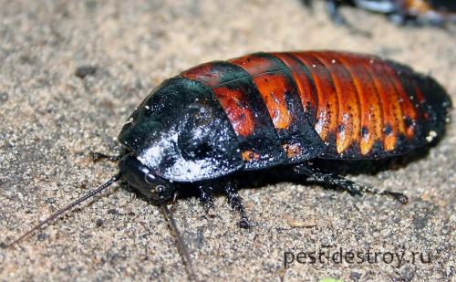 От чего умирают тараканы. 19 удивительных фактов о тараканах