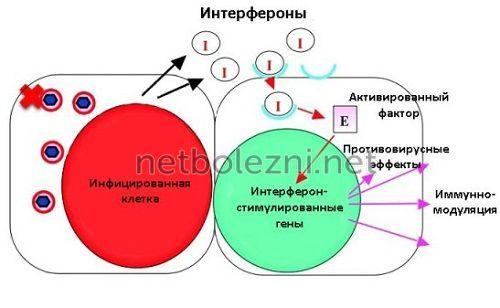 Средства от гриппа и ОРВИ. Лучшие препараты для профилактики ОРВИ 01 Средства от гриппа и ОРВИ. Лучшие препараты для профилактики ОРВИ 01
