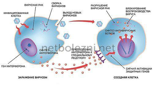 Средства от гриппа и ОРВИ. Лучшие препараты для профилактики ОРВИ 02 Средства от гриппа и ОРВИ. Лучшие препараты для профилактики ОРВИ 02