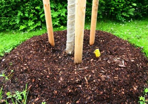 Чем обмотать стволы деревьев на зиму. Утепление ствола дерева