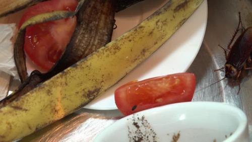 Чем опасны тараканы для человека в квартире. В этой статье мы поговорим о следующем: 03