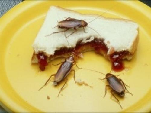 Чем опасны тараканы для человека в квартире. В этой статье мы поговорим о следующем: 01