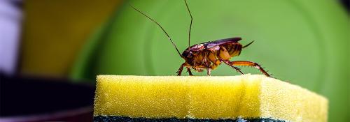 Сколько времени тараканы живут без еды. Таракан домашний — места обитания и повадки 04