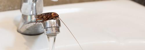 Сколько времени тараканы живут без еды. Таракан домашний — места обитания и повадки 05