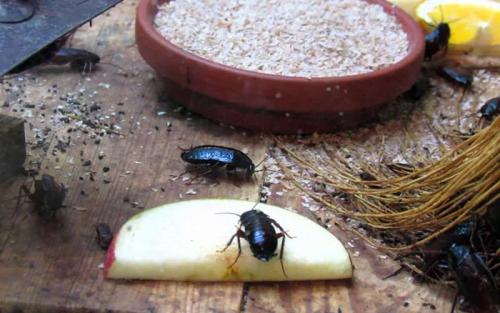 Таракан разведчик. Чёрный таракан: Рыжий таракан в доме — трагедия, а чёрный — КАТАСТРОФА. Как живёт спецназ от мира вредителей?