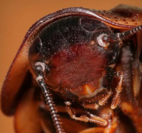 Ползают ли тараканы по людям. Может ли укусить домашний таракан?