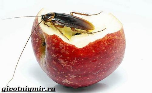 Рыжие тараканы и все самое интересное о них. Особенности и среда обитания рыжего таракана