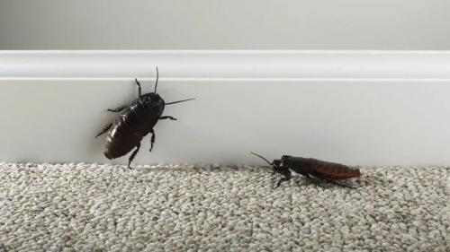 Таракан разведчик. Чёрный таракан: Рыжий таракан в доме — трагедия, а чёрный — КАТАСТРОФА. Как живёт спецназ от мира вредителей?