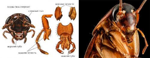 Больно ли кусаются тараканы. Кусаются ли тараканы и как выглядит укус?