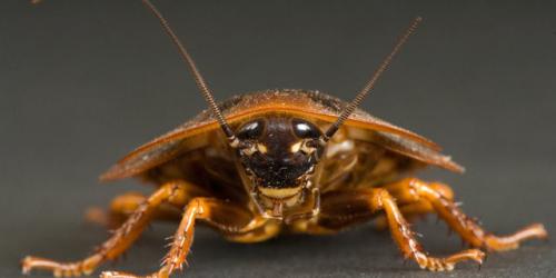 Ползают ли тараканы по людям. Может ли укусить домашний таракан?