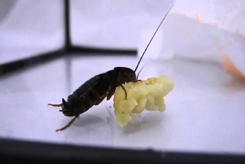 Таракан разведчик. Чёрный таракан: Рыжий таракан в доме — трагедия, а чёрный — КАТАСТРОФА. Как живёт спецназ от мира вредителей?