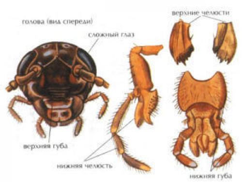 Ползают ли тараканы по людям. Может ли укусить домашний таракан?