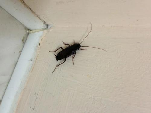 Таракан разведчик. Чёрный таракан: Рыжий таракан в доме — трагедия, а чёрный — КАТАСТРОФА. Как живёт спецназ от мира вредителей?