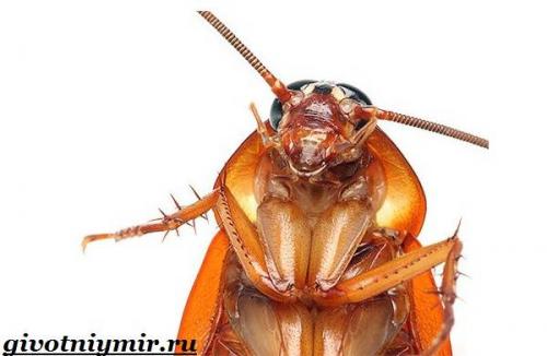 Рыжие тараканы и все самое интересное о них. Особенности и среда обитания рыжего таракана