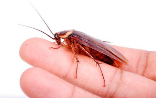 Больно ли кусаются тараканы. Кусаются ли тараканы и как выглядит укус?