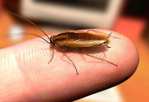 Больно ли кусаются тараканы. Кусаются ли тараканы и как выглядит укус?