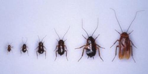 Сколько живут тараканы без еды и воды. Период жизни и живучесть