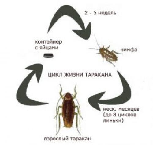 Сколько живут тараканы без еды и воды. Период жизни и живучесть