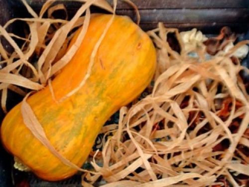 Как правильно хранить тыкву зимой. Правила уборки тыквы 02 Как правильно хранить тыкву зимой. Правила уборки тыквы 02
