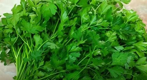 Заготовка петрушки на зиму. Петрушка на зиму — 17 лучших рецептов и способов заготовки