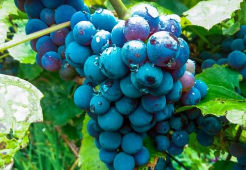 Как ускорить созревание винограда. Факторы, которые отодвигают сроки на более поздние 09 Как ускорить созревание винограда. Факторы, которые отодвигают сроки на более поздние 09