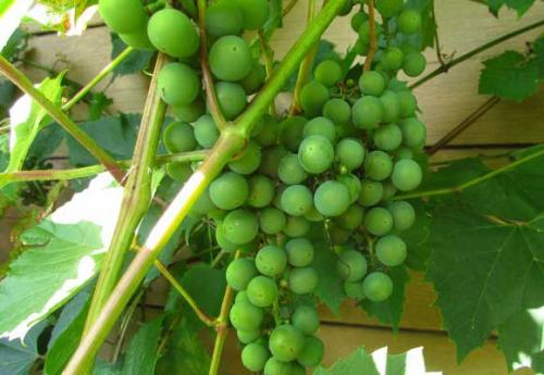 Как ускорить созревание винограда. Факторы, которые отодвигают сроки на более поздние 10 Как ускорить созревание винограда. Факторы, которые отодвигают сроки на более поздние 10