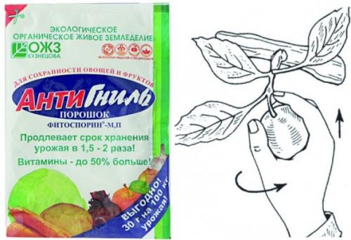 Проверенные способы сохранения яблок свежими на долгое время 01 Проверенные способы сохранения яблок свежими на долгое время 01