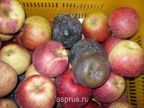 Как избежать образования плесени на яблоках во время хранения. Источники инфекции и сроки поражения плодов яблони болезнями