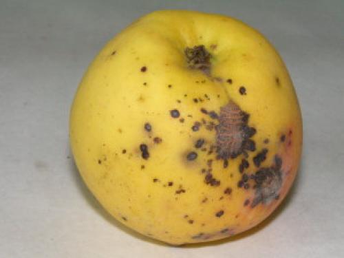 Хранение яблок на зиму: проверенные способы и советы 01