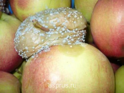 Как избежать образования плесени на яблоках во время хранения. Источники инфекции и сроки поражения плодов яблони болезнями