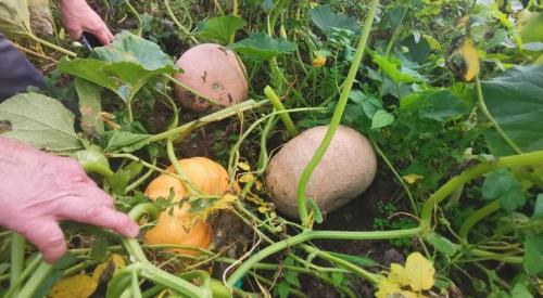 Срок годности и хранения тыквы: полное руководство 06 Срок годности и хранения тыквы: полное руководство 06