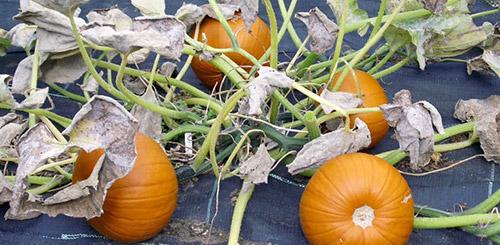 Как определить, что тыква готова к хранению и полностью созрела. Признаки спелости тыквы