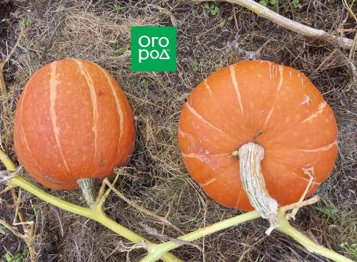 Как правильно хранить тыкву в квартире и на балконе: полезные советы 01