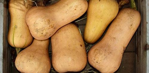 Как определить, что тыква готова к хранению и полностью созрела. Признаки спелости тыквы