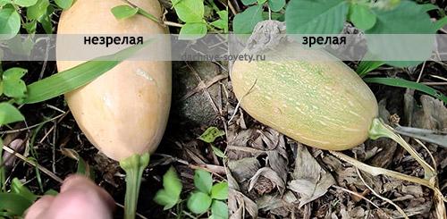 Как определить, что тыква готова к хранению и полностью созрела. Признаки спелости тыквы