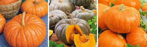 Как долго растет тыква. КАК ПРАВИЛЬНО ВЫРАСТИТЬ ТЫКВУ НА СВОЕМ УЧАСТКЕ