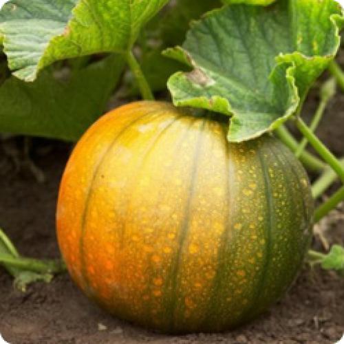 Как долго растет тыква. КАК ПРАВИЛЬНО ВЫРАСТИТЬ ТЫКВУ НА СВОЕМ УЧАСТКЕ