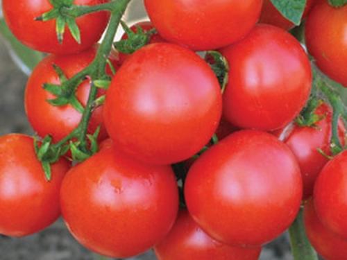 Сорта томатов устойчивых к фитофторе для теплиц. Какие сорта тепличных помидоров устойчивы к фитофторозу 07