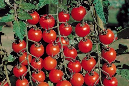 Сорта индетерминантных томатов, устойчивых к фитофторе. Обзор характеристик и особенностей сортов томатов, устойчивых к фитофторозу: 50 лучших