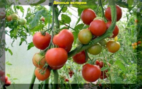 Низкорослые томаты устойчивые к фитофторе. Фитофторы не будет: о сортах томатов, которые не боятся этой напасти