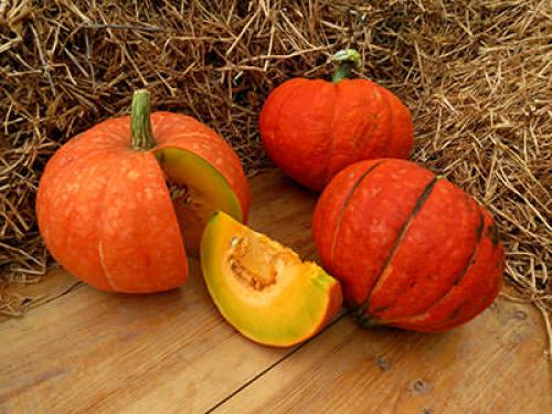 Тыква конфетка когда убирать. Тыква «Конфетка»: особенности сорта