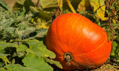 Хранение и сбор тыквы. Созрела тыква или нет, как понять, что пора проводить уборку урожая 13 Хранение и сбор тыквы. Созрела тыква или нет, как понять, что пора проводить уборку урожая 13