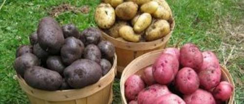 Как хранить тыкву в холодильнике. Как сохранить тыкву в домашних условиях всю зиму