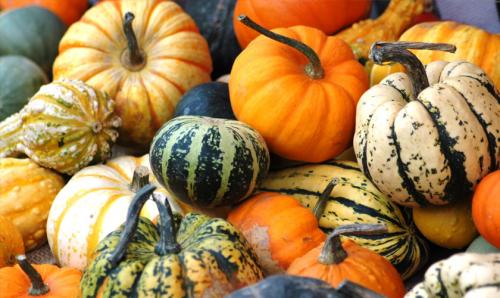 Хранение и сбор тыквы. Созрела тыква или нет, как понять, что пора проводить уборку урожая 11 Хранение и сбор тыквы. Созрела тыква или нет, как понять, что пора проводить уборку урожая 11