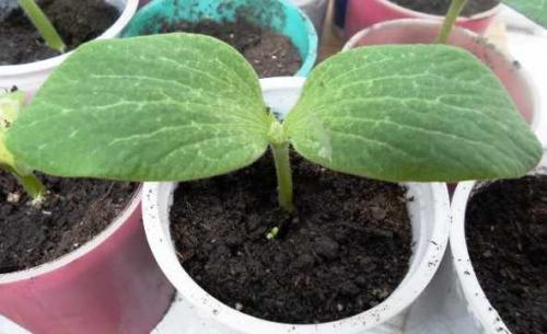 Хранение и сбор тыквы. Созрела тыква или нет, как понять, что пора проводить уборку урожая 09 Хранение и сбор тыквы. Созрела тыква или нет, как понять, что пора проводить уборку урожая 09