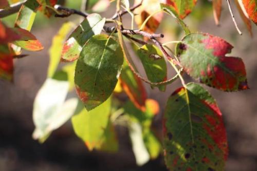 Какие признаки свидетельствуют о нехватке определенных питательных веществ у яблонь и груш. Осматриваем крону